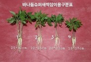 삼농팜 바나듐 슈퍼 새싹삼 -
