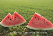 농촌진흥청, 병에 강한 육종용 수박 12점 개발